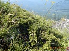 Juniperus-sabina_растение